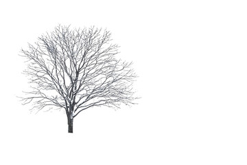 Fototapeta premium Lonely snow tree in minimal style isolated on white background