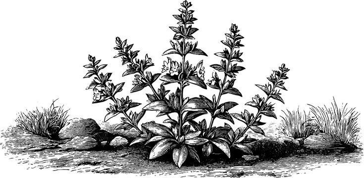 Vintage 19th century botanical engraving of field eyebright wild plant