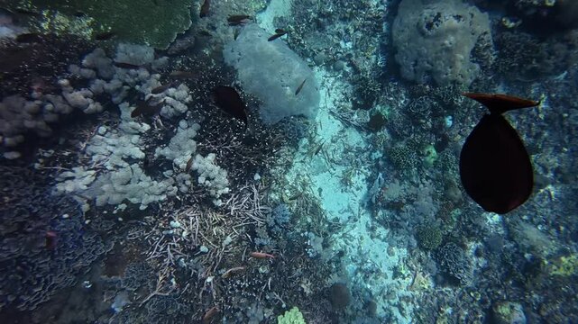 Large School of Tropical Fusilier Fish Swimming in the Blue Ocean of Bali Indonesia