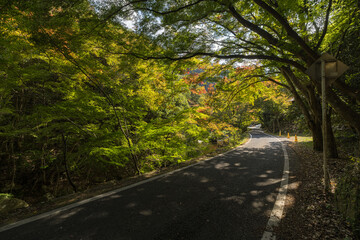 Fototapeta premium 日本 岡山県総社市の高梁川支流槙谷川の上流にある豪渓の紅葉