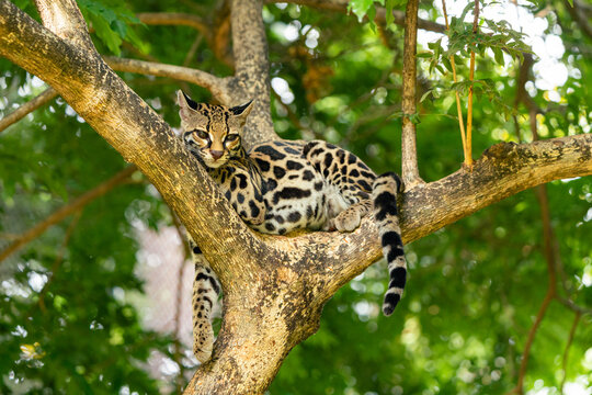 Ocelot resting on a tree branch in natural habitat