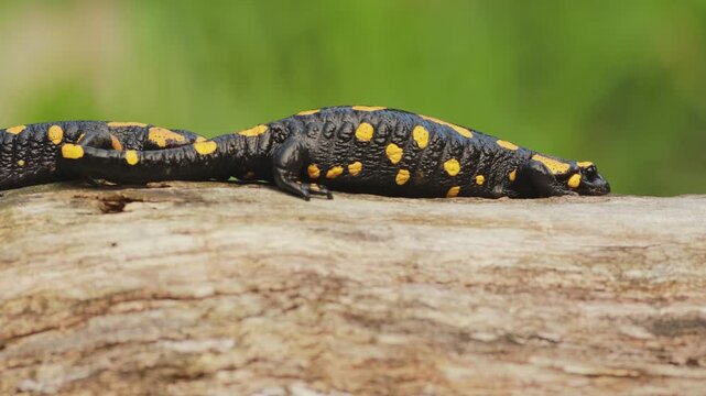 Cinematic close up of two fire salamanders (Salamandra salamandra) crawling across old tree stump