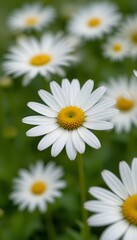 &ldquo;Beautiful White Daisy Flower with Yellow Center in Full Bloom, Macro Close-Up of Fresh Chamomile or Daisy Blossom Isolated Against Soft Green Blurred Background, Spring Nature and Floral Beauty Conce
