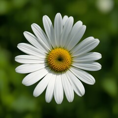 Fototapeta premium “Beautiful White Daisy Flower with Yellow Center in Full Bloom, Macro Close-Up of Fresh Chamomile or Daisy Blossom Isolated Against Soft Green Blurred Background, Spring Nature and Floral Beauty Conce