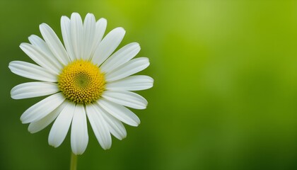 Fototapeta premium “Beautiful White Daisy Flower with Yellow Center in Full Bloom, Macro Close-Up of Fresh Chamomile or Daisy Blossom Isolated Against Soft Green Blurred Background, Spring Nature and Floral Beauty Conce