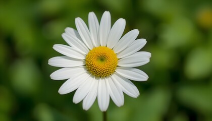 Obraz premium “Beautiful White Daisy Flower with Yellow Center in Full Bloom, Macro Close-Up of Fresh Chamomile or Daisy Blossom Isolated Against Soft Green Blurred Background, Spring Nature and Floral Beauty Conce