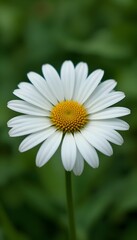 Fototapeta premium “Beautiful White Daisy Flower with Yellow Center in Full Bloom, Macro Close-Up of Fresh Chamomile or Daisy Blossom Isolated Against Soft Green Blurred Background, Spring Nature and Floral Beauty Conce