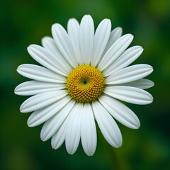 Obraz premium “Beautiful White Daisy Flower with Yellow Center in Full Bloom, Macro Close-Up of Fresh Chamomile or Daisy Blossom Isolated Against Soft Green Blurred Background, Spring Nature and Floral Beauty Conce
