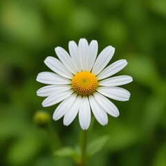 Obraz premium “Beautiful White Daisy Flower with Yellow Center in Full Bloom, Macro Close-Up of Fresh Chamomile or Daisy Blossom Isolated Against Soft Green Blurred Background, Spring Nature and Floral Beauty Conce