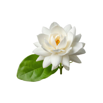 White jasmine flower with leaf isolated