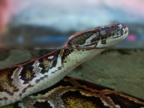 Close up portrait of spotted python reptile in aquatic environment 