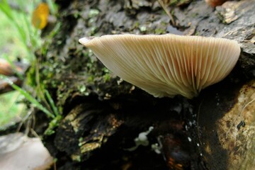 Pale wild oyster mushroom sprouting from decaying tree bark in forest