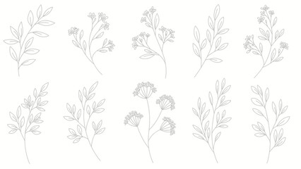 Collection of Delicate Botanical Line Art Illustrations. © art.Co