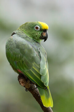 yellow-crowned amazon parrot 