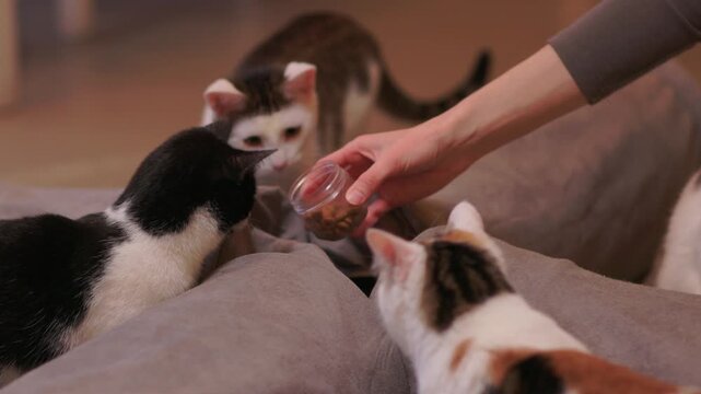 Black and white kitten hides playfully. Tiny kitten peeks from pillow with gentle glow. Adorable black and white kitten mischievously emerges from cushion as hand offers food