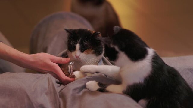 Black and white kitten hides playfully. Tiny kitten peeks from pillow with gentle glow. Adorable black and white kitten mischievously emerges from cushion as hand offers food