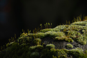 Naklejka premium dry leaf