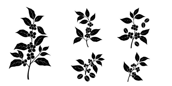 Set of Minimalist black coffee plant with berries and beans silhouette vector icon
