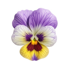 Obraz premium Delicate Purple Pansy Flower with Yellow and Burgundy Center on Soft Gradient Background