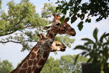 Fototapeta premium Giraffe friends