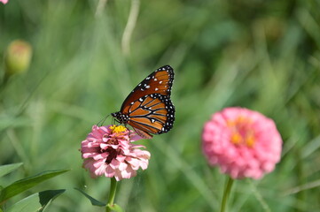Obraz premium Queen Butterfly Feeding On A Pink Zinnia