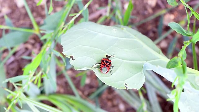 Firebug resting on a green leaf in the Comino Valley, Italian Apennine Mountains of Lazio region, showing its distinctive red and black pattern typical of Pyrrhocoris apterus.