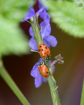 Two Ladybugs Climbing Up False Vervain Plant