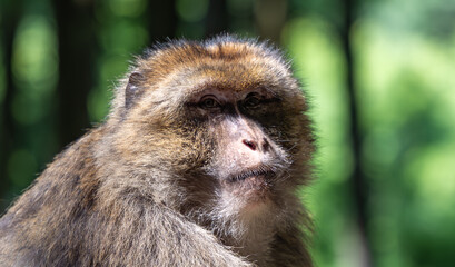 Obraz premium Barbary macaque observing surroundings in the forest