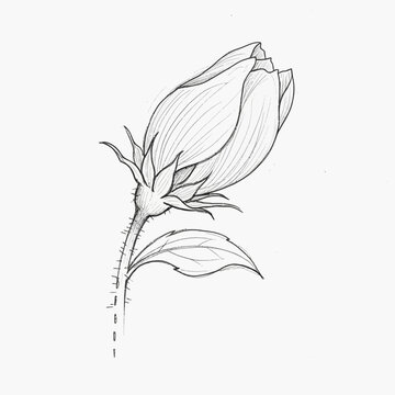 Pencil sketch of a rose bud with a single leaf on a white background