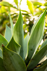 Obraz premium planta capturada con un lente macro con detalles de luz del sol 