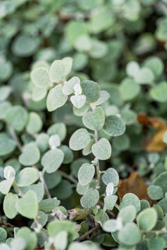 detalle de planta con hojas blancas 