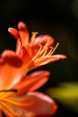 Obraz premium Flor naranja capturada con lente macro