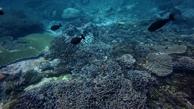 Large School of Tropical Fusilier Fish Swimming in the Blue Ocean of Bali Indonesia