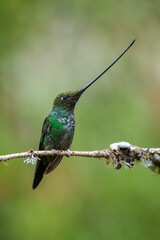 Fototapeta premium The remarkable Sword-billed Hummingbird (Ensifera ensifera) with its characteristic long bill perched on a branch at the Santuario de Colibríes in the Peruvian Andes.