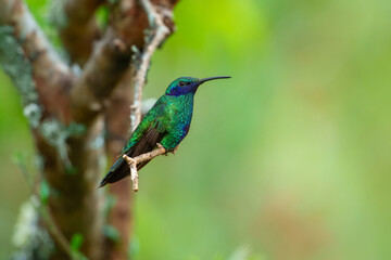 Fototapeta premium A vibrant Sparkling Violetear hummingbird with iridescent green feathers and purple ear patches perched on a branch at the Santuario de colibríes in the Sacred Valley, Peru.
