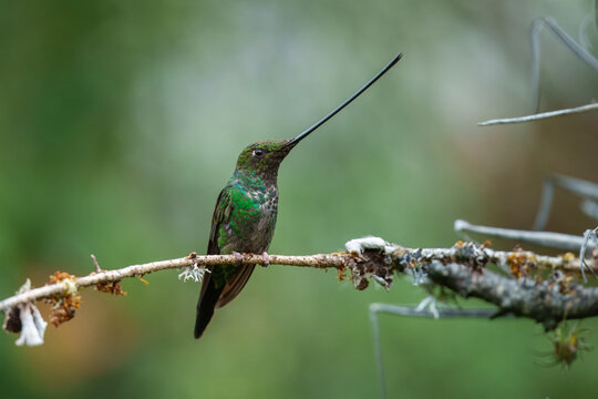 The remarkable Sword-billed Hummingbird (Ensifera ensifera) with its characteristic long bill perched on a branch at the Santuario de Colibr&iacute;es in the Peruvian Andes.
