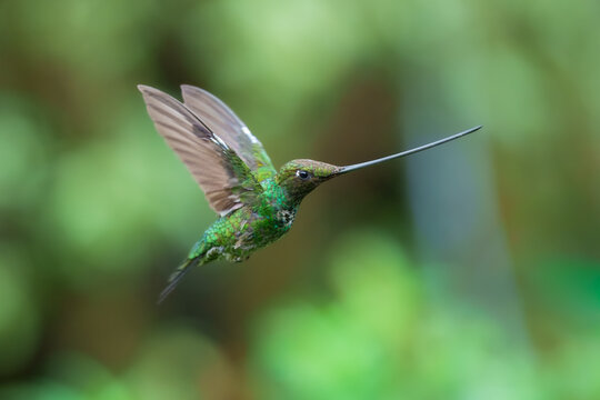 The remarkable Sword-billed Hummingbird (Ensifera ensifera) with its characteristic long bill perched on a branch at the Santuario de Colibr&iacute;es in the Peruvian Andes.