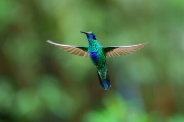 Fototapeta premium Iridescent Sparkling Violetear hummingbird (Colibri coruscans) captured in mid-air with wings spread at the Santuario de colibríes in the Andes of Peru.