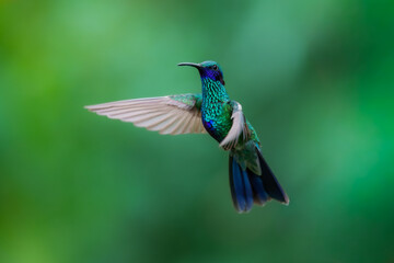 Naklejka premium Iridescent Sparkling Violetear hummingbird (Colibri coruscans) captured in mid-air with wings spread at the Santuario de colibríes in the Andes of Peru.