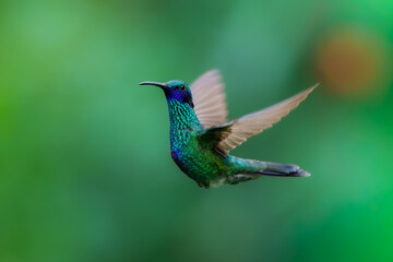 Fototapeta premium Iridescent Sparkling Violetear hummingbird (Colibri coruscans) captured in mid-air with wings spread at the Santuario de colibríes in the Andes of Peru.
