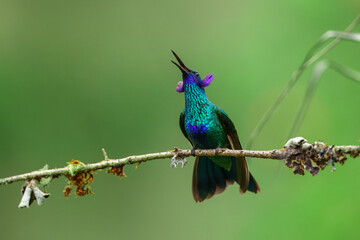 Fototapeta premium A vibrant Sparkling Violetear hummingbird with iridescent green feathers and purple ear patches perched on a branch at the Santuario de colibríes in the Sacred Valley, Peru.