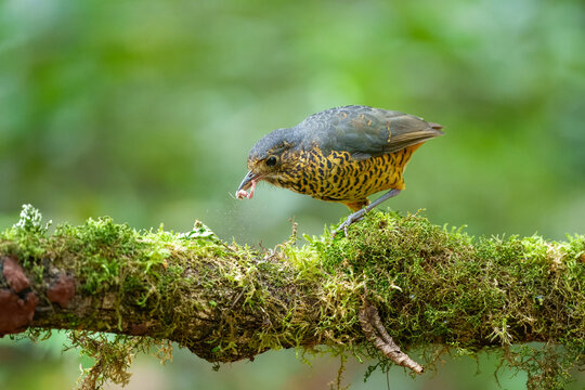 The elusive Undulated Antpitta (Grallaria squamigera) perched on a moss-covered log in the high-altitude cloud forest of the Peruvian Andes.