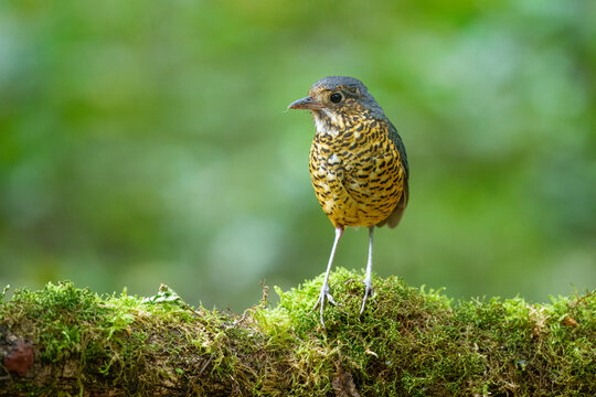 The elusive Undulated Antpitta (Grallaria squamigera) perched on a moss-covered log in the high-altitude cloud forest of the Peruvian Andes.