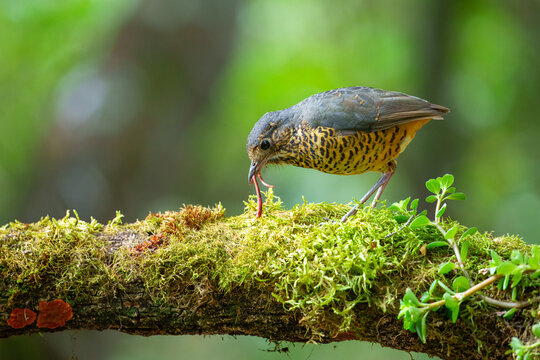 The elusive Undulated Antpitta (Grallaria squamigera) perched on a moss-covered log in the high-altitude cloud forest of the Peruvian Andes.