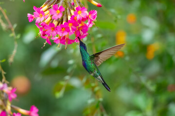 Obraz premium Iridescent Sparkling Violetear hummingbird (Colibri coruscans) hovering and feeding on a yellow flower at Santuario de colibríes, Peru.
