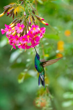 Iridescent Sparkling Violetear hummingbird (Colibri coruscans) captured in mid-air with wings spread at the Santuario de colibr&iacute;es in the Andes of Peru.