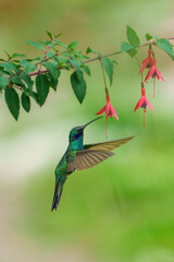 Fototapeta premium Iridescent Sparkling Violetear hummingbird (Colibri coruscans) hovering and feeding on a yellow flower at Santuario de colibríes, Peru.
