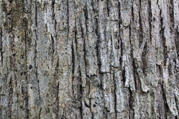 Fototapeta premium natural teak tree bark, rough vertical cracks, layered wood fibers, and organic patterns. for texture background, nature design, ecology, and rustic theme, wallpaper