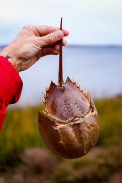 A horseshoe crab on Block Island off the coast of Rhode Island.