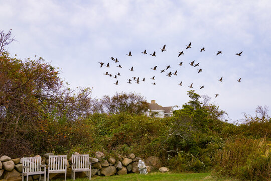 Geese flying in the air on Block Island off the coast of Rhode Island.